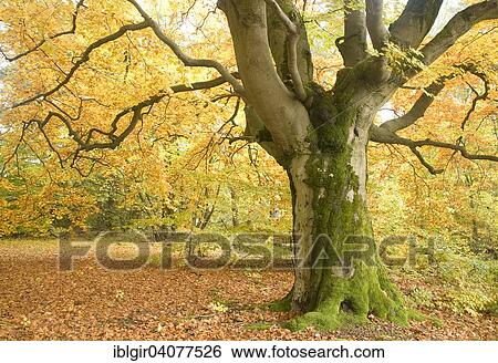 "Old beech in autumn colors on the Halloh, cellar forest, Hesse, Germany, Europe" View Large Photo Image Stock Photograph - "Old beech in autumn colors on the Halloh, cellar forest, Hesse, Germany, Europe". Fotosearch