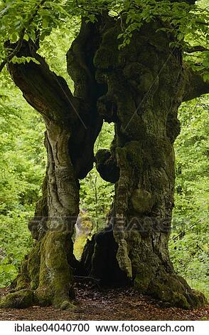 "Old Beech Tree (Fagus sylvatica), Hallohwald, Kellerwald-Edersee National Park, Hesse, Germany, Europe" View Large Photo Image Stock Image - "Old Beech Tree (Fagus sylvatica), Hallohwald, Kellerwald-Edersee National Park, Hesse, Germany, Europe". Fotosearch