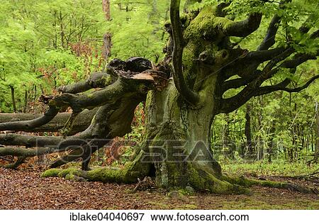 "Old Beech Tree (Fagus sylvatica), Hallohwald, Kellerwald-Edersee National Park, Hesse, Germany, Europe" View Large Photo Image Stock Photo - "Old Beech Tree (Fagus sylvatica), Hallohwald, Kellerwald-Edersee National Park, Hesse, Germany, Europe". Fotosearch