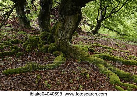 "Old Beech Trees (Fagus sylvatica), Hallohwald, Kellerwald-Edersee National Park, Hesse, Germany, Europe" View Large Photo Image Stock Photo - "Old Beech Trees (Fagus sylvatica), Hallohwald, Kellerwald-Edersee National Park, Hesse, Germany, Europe". Fotosearch