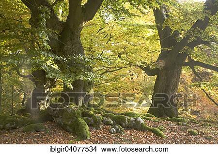 "Old beeches in autumn colors on the Halloh, cellar forest, Hesse, Germany, Europe" View Large Photo Image Picture - "Old beeches in autumn colors on the Halloh, cellar forest, Hesse, Germany, Europe". Fotosearch