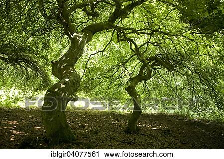 "Old beeches, Litzow, Rugen, Mecklenburg-Western Pomerania, Germany, Europe" View Large Photo Image Stock Image - "Old beeches, Litzow, Rugen, Mecklenburg-Western Pomerania, Germany, Europe". Fotosearch