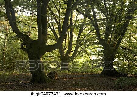 "Old beeches on the Halloh, Kellerwald, Hesse, Germany, Europe" View Large Photo Image Stock Image - "Old beeches on the Halloh, Kellerwald, Hesse, Germany, Europe". Fotosearch
