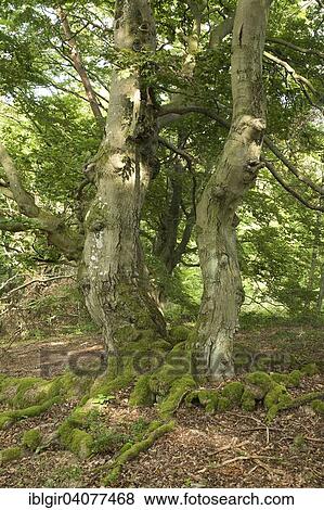 "Old beeches on the Halloh, Kellerwald, Hesse, Germany, Europe" View Large Photo Image Stock Photo - "Old beeches on the Halloh, Kellerwald, Hesse, Germany, Europe". Fotosearch