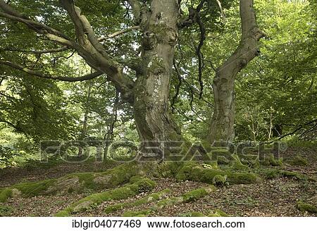 "Old beeches on the Halloh, Kellerwald, Hesse, Germany, Europe" View Large Photo Image Stock Photo - "Old beeches on the Halloh, Kellerwald, Hesse, Germany, Europe". Fotosearch