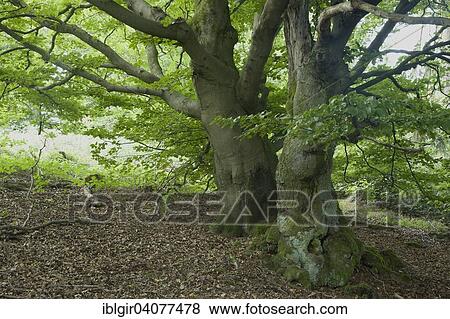 Stock Photo - "Old beeches on the Halloh, Kellerwald, Hesse, Germany, Europe". Fotosearch