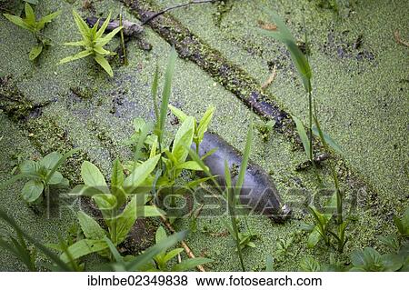 "Old bottle in the water, Havel Canal, Wustermark, Brandenburg, Germany, Europe" View Large Photo Image Stock Photo - "Old bottle in the water, Havel Canal, Wustermark, Brandenburg, Germany, Europe". Fotosearch