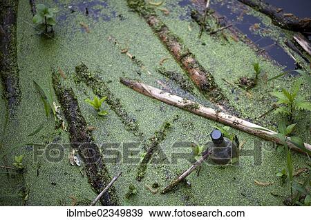 "Old bottle in the water, Havel Canal, Wustermark, Brandenburg, Germany, Europe" View Large Photo Image Stock Photo - "Old bottle in the water, Havel Canal, Wustermark, Brandenburg, Germany, Europe". Fotosearch