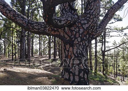 "Old Canary Island Pine (Pinus canariensis) with fire damage, Cumbre Vieja near Fuencaliente, La Palma, Canary Islands, Spain, Europe" View Large Photo Image Stock Image - "Old Canary Island Pine (Pinus canariensis) with fire damage, Cumbre Vieja near Fuencaliente, La Palma, Canary Islands, Spain, Europe". Fotosearch