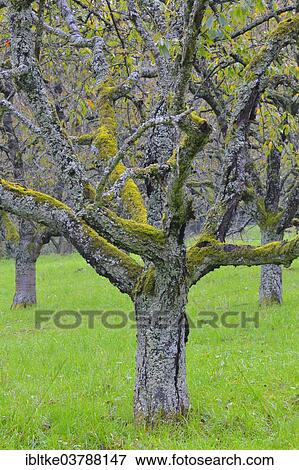 "Old cherry trees in autumn, Baden-Wurttemberg, Germany, Europe" View Large Photo Image Stock Photo - "Old cherry trees in autumn, Baden-Wurttemberg, Germany, Europe". Fotosearch