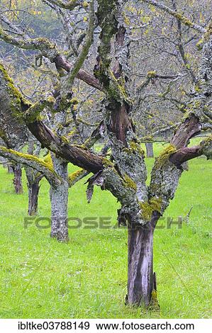 "Old cherry trees in autumn, Baden-Wurttemberg, Germany, Europe" View Large Photo Image Stock Photo - "Old cherry trees in autumn, Baden-Wurttemberg, Germany, Europe". Fotosearch