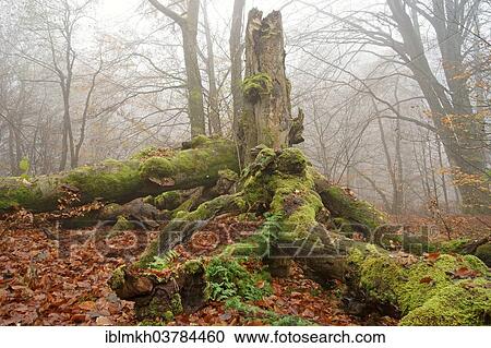 "Old Common Beech or European Beech (Fagus sylvatica), ancient forest of Sababurg, Hofgeismar, North Hesse, Hesse, Germany, Europe" View Large Photo Image Stock Image - "Old Common Beech or European Beech (Fagus sylvatica), ancient forest of Sababurg, Hofgeismar, North Hesse, Hesse, Germany, Europe". Fotosearch