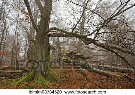 "Old Common Beech or European Beech (Fagus sylvatica), ancient forest of Sababurg, Hofgeismar, North Hesse, Hesse, Germany, Europe" View Large Photo Image Stock Image - "Old Common Beech or European Beech (Fagus sylvatica), ancient forest of Sababurg, Hofgeismar, North Hesse, Hesse, Germany, Europe". Fotosearch