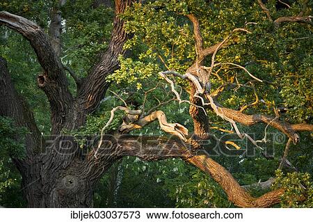 "Old English Oak (Quercus robur), Byttnahain, biosphere reserve Spreewald, Brandenburg, Germany, Europe" View Large Photo Image Stock Image - "Old English Oak (Quercus robur), Byttnahain, biosphere reserve Spreewald, Brandenburg, Germany, Europe". Fotosearch