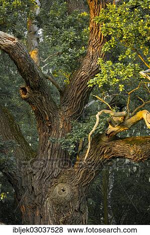 "Old English Oak (Quercus robur), Byttnahain, biosphere reserve Spreewald, Brandenburg, Germany, Europe" View Large Photo Image Stock Photo - "Old English Oak (Quercus robur), Byttnahain, biosphere reserve Spreewald, Brandenburg, Germany, Europe". Fotosearch