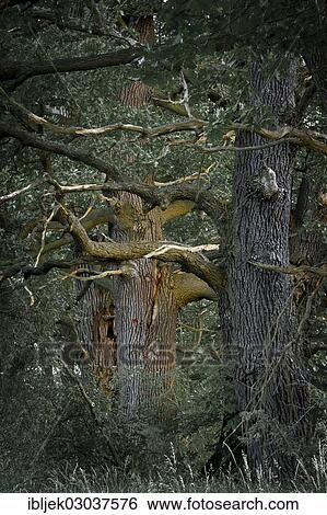 "Old English Oaks (Quercus robur), Byttnahain, biosphere reserve Spreewald, Brandenburg, Germany, Europe" View Large Photo Image Stock Photograph - "Old English Oaks (Quercus robur), Byttnahain, biosphere reserve Spreewald, Brandenburg, Germany, Europe". Fotosearch