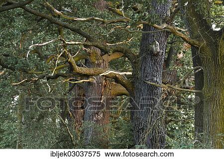 "Old English Oaks (Quercus robur), Byttnahain, biosphere reserve Spreewald, Brandenburg, Germany, Europe" View Large Photo Image Stock Photography - "Old English Oaks (Quercus robur), Byttnahain, biosphere reserve Spreewald, Brandenburg, Germany, Europe". Fotosearch