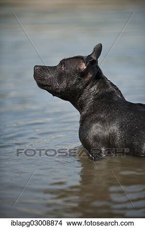 "Old English Staffordshire Bull Terrier, dog standing in the water, The Netherlands, Europe" View Large Photo Image Picture - "Old English Staffordshire Bull Terrier, dog standing in the water, The Netherlands, Europe". Fotosearch