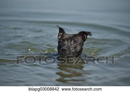 "Old English Staffordshire Bull Terrier, dog swimming in a lake, The Netherlands, Europe" View Large Photo Image Stock Image - "Old English Staffordshire Bull Terrier, dog swimming in a lake, The Netherlands, Europe". Fotosearch