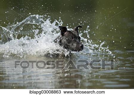 "Old English Staffordshire Bull Terrier, dog jumping into the water, The Netherlands, Europe" View Large Photo Image Stock Image - "Old English Staffordshire Bull Terrier, dog jumping into the water, The Netherlands, Europe". Fotosearch