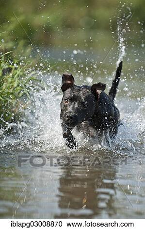 "Old English Staffordshire Bull Terrier, dog running through the water, The Netherlands, Europe" View Large Photo Image Stock Image - "Old English Staffordshire Bull Terrier, dog running through the water, The Netherlands, Europe". Fotosearch