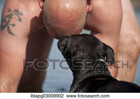 "Old English Staffordshire Bull Terrier, dog licking a man's head, The Netherlands, Europe" View Large Photo Image Stock Image - "Old English Staffordshire Bull Terrier, dog licking a man's head, The Netherlands, Europe". Fotosearch