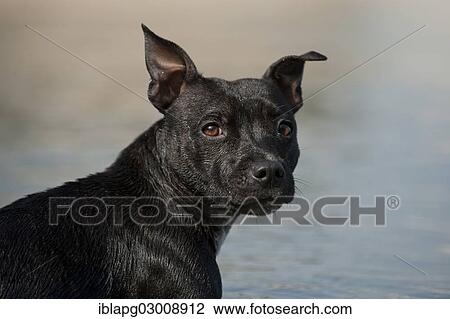 "Old English Staffordshire Bull Terrier, dog standing at a lake, portrait, The Netherlands, Europe" View Large Photo Image Stock Image - "Old English Staffordshire Bull Terrier, dog standing at a lake, portrait, The Netherlands, Europe". Fotosearch