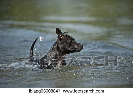 "Old English Staffordshire Bull Terrier, dog in the water, The Netherlands, Europe" View Large Photo Image Stock Photo - "Old English Staffordshire Bull Terrier, dog in the water, The Netherlands, Europe". Fotosearch