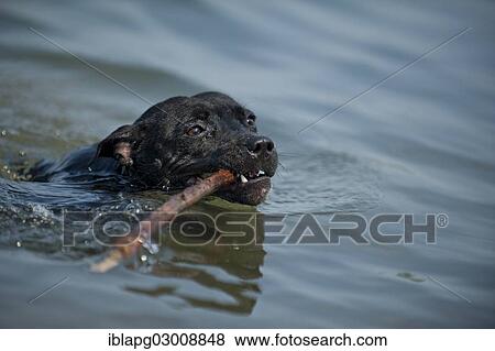 "Old English Staffordshire Bull Terrier, dog fetching a stick in the water, The Netherlands, Europe" View Large Photo Image Stock Photo - "Old English Staffordshire Bull Terrier, dog fetching a stick in the water, The Netherlands, Europe". Fotosearch