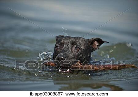 "Old English Staffordshire Bull Terrier, dog swimming in a lake, The Netherlands, Europe" View Large Photo Image Stock Photo - "Old English Staffordshire Bull Terrier, dog swimming in a lake, The Netherlands, Europe". Fotosearch