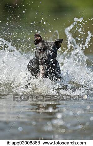 "Old English Staffordshire Bull Terrier, dog running through the water, The Netherlands, Europe" View Large Photo Image Stock Photo - "Old English Staffordshire Bull Terrier, dog running through the water, The Netherlands, Europe". Fotosearch