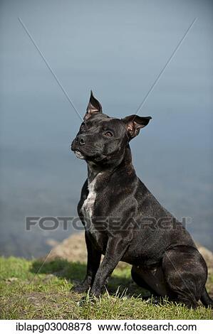 "Old English Staffordshire Bull Terrier, dog sitting on the lakeshore, The Netherlands, Europe" View Large Photo Image Stock Photo - "Old English Staffordshire Bull Terrier, dog sitting on the lakeshore, The Netherlands, Europe". Fotosearch