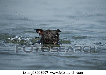 "Old English Staffordshire Bull Terrier, dog swimming in a lake, The Netherlands, Europe" View Large Photo Image Stock Photo - "Old English Staffordshire Bull Terrier, dog swimming in a lake, The Netherlands, Europe". Fotosearch