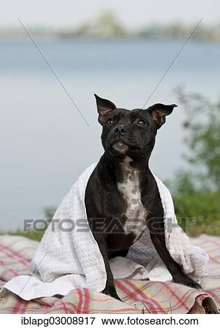 "Old English Staffordshire Bull Terrier, dog sitting on the lakeshore wrapped in a towel, The Netherlands, Europe" View Large Photo Image Stock Photo - "Old English Staffordshire Bull Terrier, dog sitting on the lakeshore wrapped in a towel, The Netherlands, Europe". Fotosearch