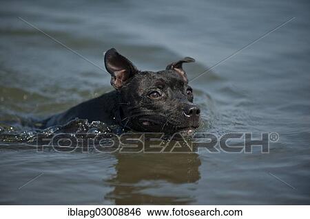 "Old English Staffordshire Bull Terrier, dog swimming in a lake, The Netherlands, Europe" View Large Photo Image Stock Photograph - "Old English Staffordshire Bull Terrier, dog swimming in a lake, The Netherlands, Europe". Fotosearch