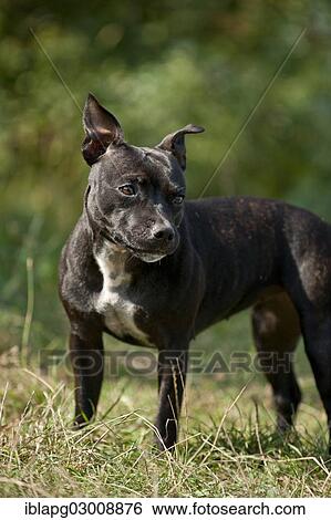 "Old English Staffordshire Bull Terrier, dog standing, The Netherlands, Europe" View Large Photo Image Stock Photograph - "Old English Staffordshire Bull Terrier, dog standing, The Netherlands, Europe". Fotosearch