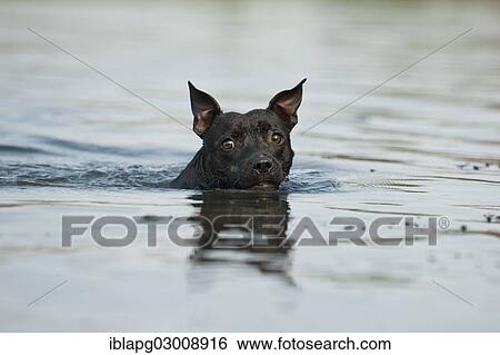 "Old English Staffordshire Bull Terrier, dog swimming in a lake, The Netherlands, Europe" View Large Photo Image Stock Photograph - "Old English Staffordshire Bull Terrier, dog swimming in a lake, The Netherlands, Europe". Fotosearch