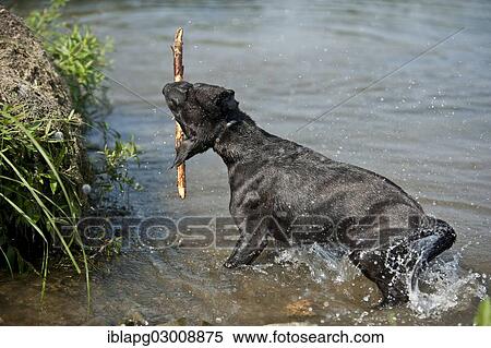 "Old English Staffordshire Bull Terrier, dog fetching a stick out of the water, The Netherlands, Europe" View Large Photo Image Stock Photography - "Old English Staffordshire Bull Terrier, dog fetching a stick out of the water, The Netherlands, Europe". Fotosearch