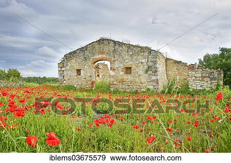 "Old farmhouse surrounded by red poppies, Tuscany, Italy, Europe" View Large Photo Image Stock Photo - "Old farmhouse surrounded by red poppies, Tuscany, Italy, Europe". Fotosearch