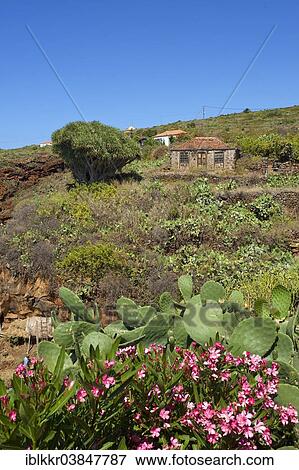 "Old farmhouse with a Canary Islands Dragon Tree (Dracaena draco), Garafia, La Palma, Canary Islands, Spain, Europe" View Large Photo Image Stock Photo - "Old farmhouse with a Canary Islands Dragon Tree (Dracaena draco), Garafia, La Palma, Canary Islands, Spain, Europe". Fotosearch