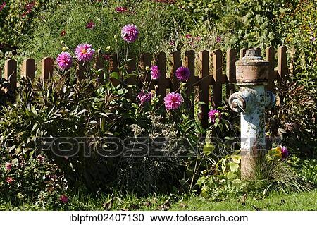 "Old fire hydrant in garden, Chiemgau, Upper Bavaria, Germany, Europe" View Large Photo Image Stock Image - "Old fire hydrant in garden, Chiemgau, Upper Bavaria, Germany, Europe". Fotosearch