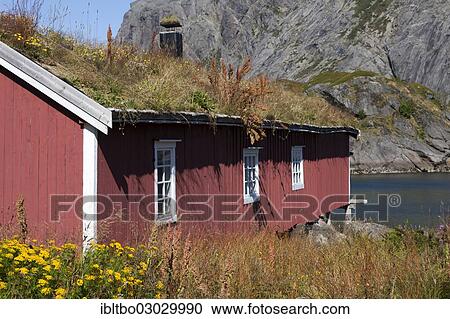"Old fisherman's cottage, called a rorbu, with a grass roof, Nusfjord, Lofoten, Nordland, Norway, Europe" View Large Photo Image Stock Image - "Old fisherman's cottage, called a rorbu, with a grass roof, Nusfjord, Lofoten, Nordland, Norway, Europe". Fotosearch