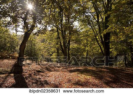 "Old forest trees in autumn casting shadows, Hindhead, Hampshire, England, United Kingdom, Europe" View Large Photo Image Stock Image - "Old forest trees in autumn casting shadows, Hindhead, Hampshire, England, United Kingdom, Europe". Fotosearch