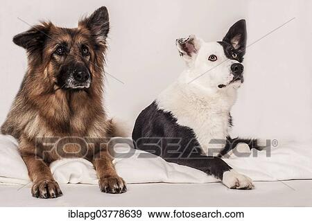 Old German Shepherd and a Border Collie lying side by side View Large Photo Image Stock Photo - Old German Shepherd and a Border Collie lying side by side. Fotosearch