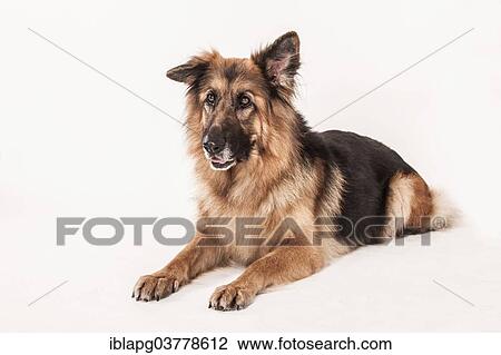 "Old German Shepherd, lying" View Large Photo Image Stock Image - "Old German Shepherd, lying". Fotosearch