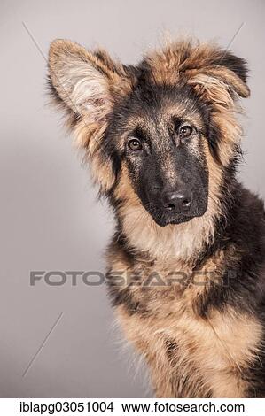"Old German Shepherd, portrait of a young dog" View Large Photo Image Picture - "Old German Shepherd, portrait of a young dog". Fotosearch