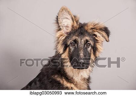 Stock Image - "Old German Shepherd, portrait of a young dog". Fotosearch