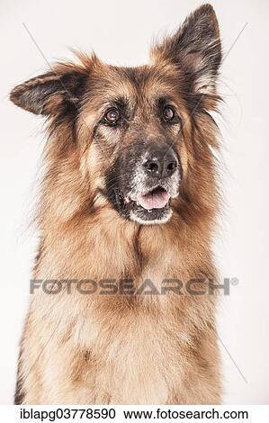 "Old German Shepherd, portrait" View Large Photo Image Stock Image - "Old German Shepherd, portrait". Fotosearch