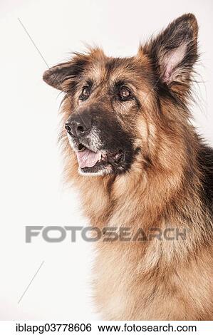 Stock Photograph - "Old German Shepherd, portrait". Fotosearch