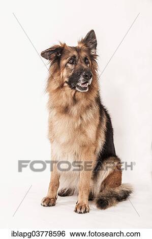"Old German Shepherd, sitting" View Large Photo Image Stock Photograph - "Old German Shepherd, sitting". Fotosearch